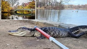 120-сантиметров алигатор беше заловен в парк в Бруклин (снимка)
