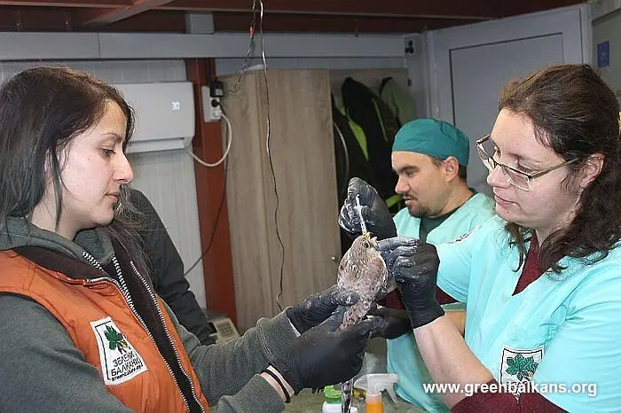 Белошипите ветрушки на Спасителния център за диви животни на „Зелени Балкани“ вече са в нов дом