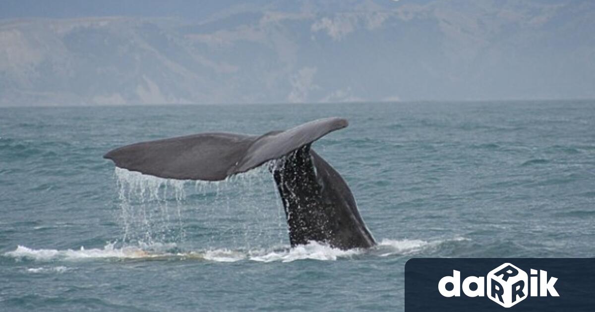 На 19 ти февруари еколозите отбелязват Световния ден на китовете и