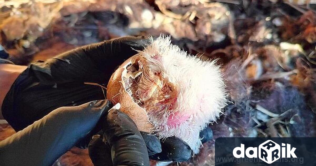 Първият излюпен брадат лешояд сложи началото на бебешкия сезон в