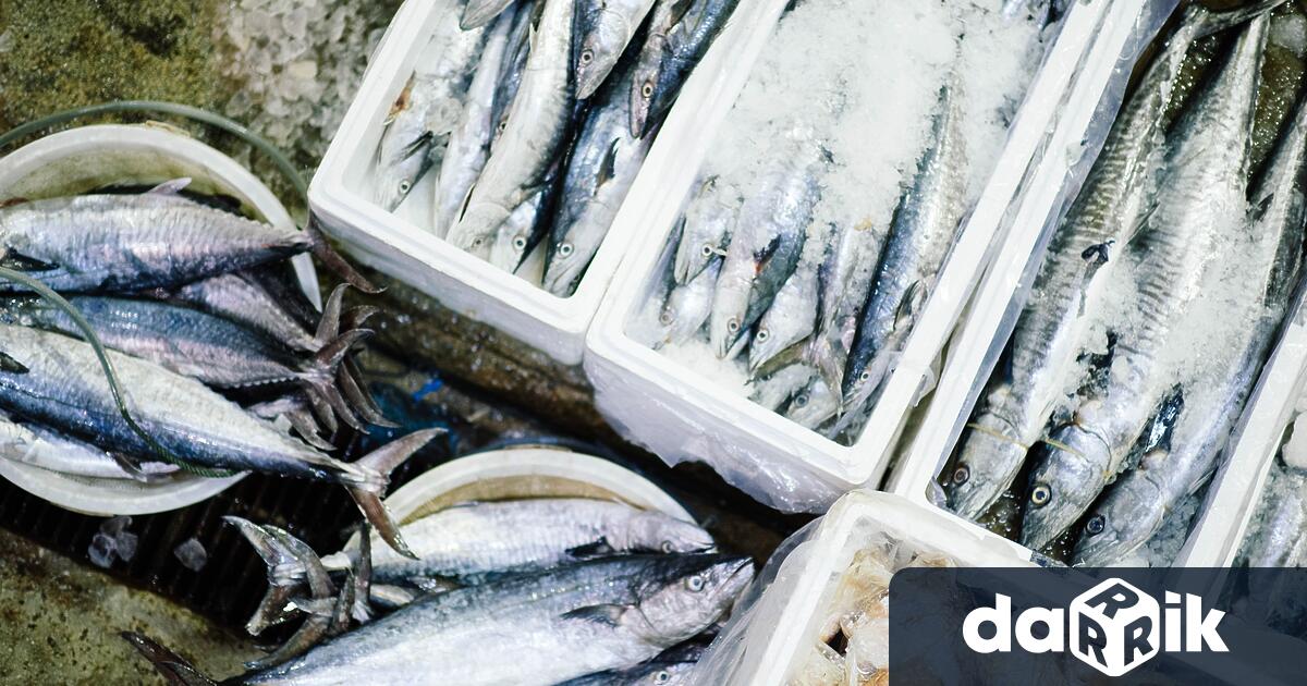 Българинът консумира по 6,7 кг риба годишно, страната ни се