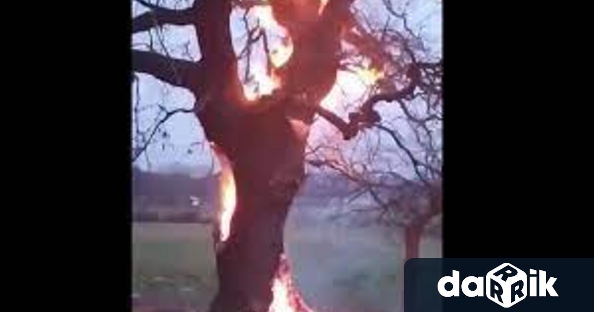 Живо дърво е запалено от неизвестни извършители. Въпреки бързата намеса