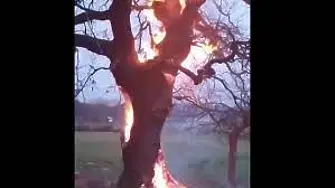 Запалиха живо дърво в покрайнините на Асеновград (видео)
