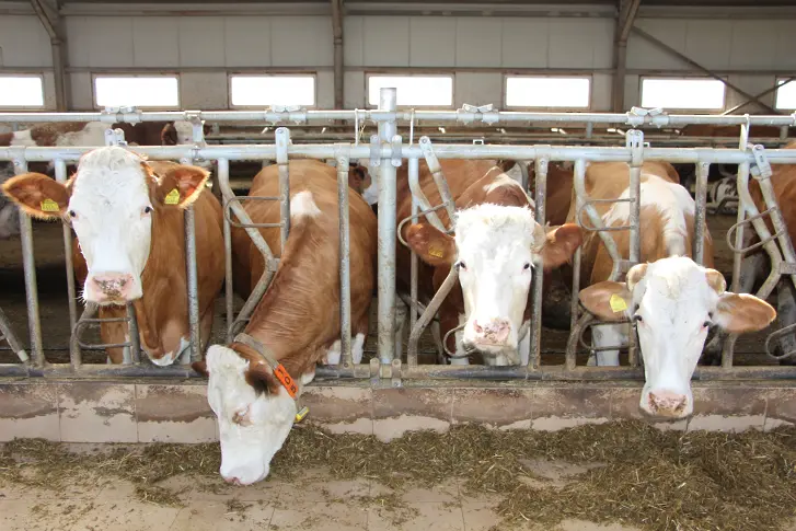 Предложение: Да се увеличи директно продаденото краве мляко за изхранване на животните