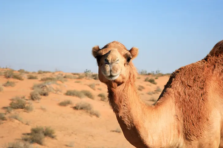 Защо клонирането на камили е голям бизнес в Дубай?