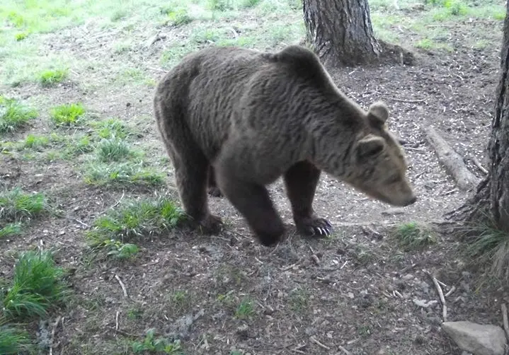 10 сигнала за щети от мечки от началото на годината в Смолянско 