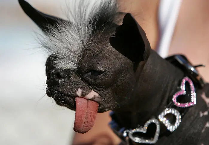Конкурсът за най-грозно куче в света официално приема заявки за участие в състезанието през 2023 г. (снимки)