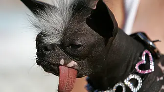 Конкурсът за най-грозно куче в света официално приема заявки за участие в състезанието през 2023 г. (снимки)