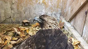 Скален орел стана жертва на бракониери