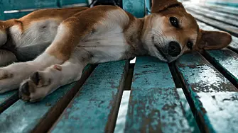Поредна жестокост над животно: Отрязаха ушите на малко куче в София