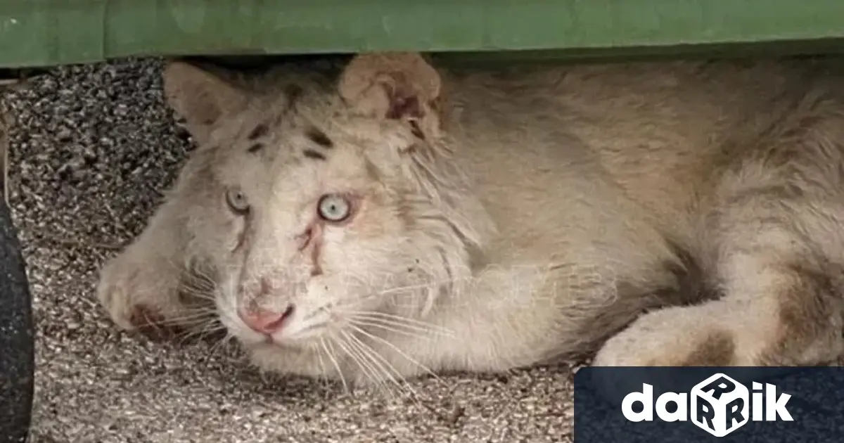 Неизвестни лица изоставихабял тигър до кофа за боклукпри зоопарка на