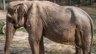 Ето какво причинява на слоновете експлоатацията им в туристическата индустрия
