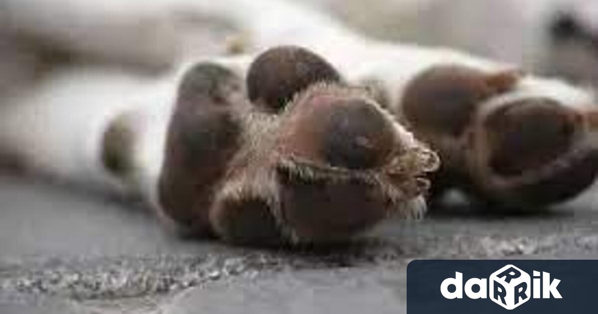 Служители на РУ Лом издирват извършител умъртвил домашно куче с