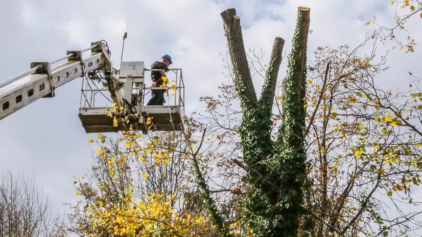 Резитба на дървета в Добрич затваря временно улици в града