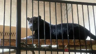 За първи път зоологическата градина в София има черни ягуари