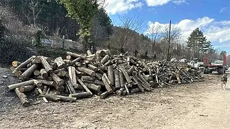 Санкционираха търговец за 40 кубика дървесина с нередовни документи