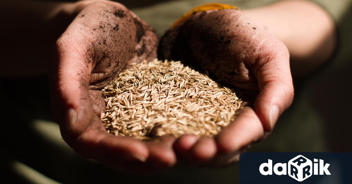 Милиони тонове български слънчоглед и пшеница залежават по складовете заради