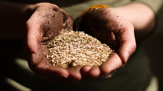 Илия Проданов пред Дарик: Милиони тонове български слънчоглед и пшеница залежават по складовете