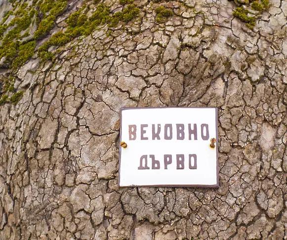 Ще стане ли хилядолетният варненски чинар Европейско дърво на годината?