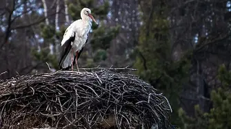 Пристигна тревненкият щъркел!