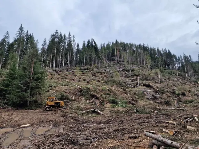 Близо 40% от пострадалата дървесина от ветровал на територията на ЮЦДП - Смолян вече е усвоена