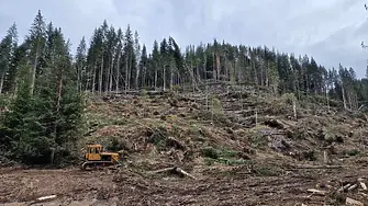 Близо 40% от пострадалата дървесина от ветровал на територията на ЮЦДП - Смолян вече е усвоена