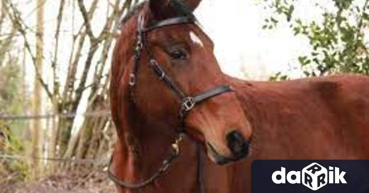 Служители на Участък Огоста разкриха извършител на кражба на кобила