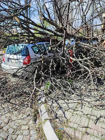 44 сигнала за паднали дървета върху коли в Пловдив до момента (снимки)