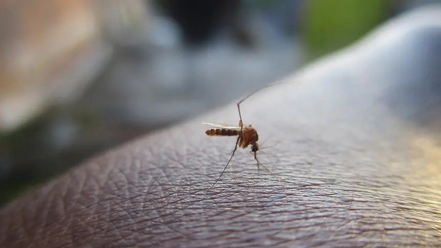 Предстоят първите пръскания срещу кърлежи и комари