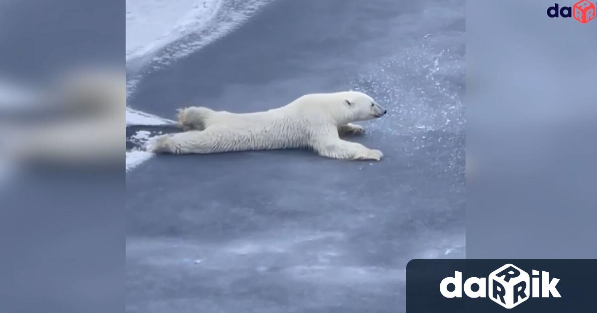 Лазейки полярната мечка намалява натиска който оказва върху леда Видео