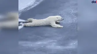 Как полярните мечки прекосяват тънък лед (видео)