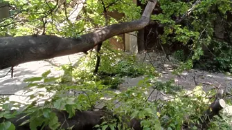 Две дървета паднаха върху кола в София