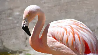 За първи път розово фламинго гнезди в България