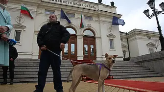 Осиновеното кученце Фернанда отново посрещна депутатите (снимки)