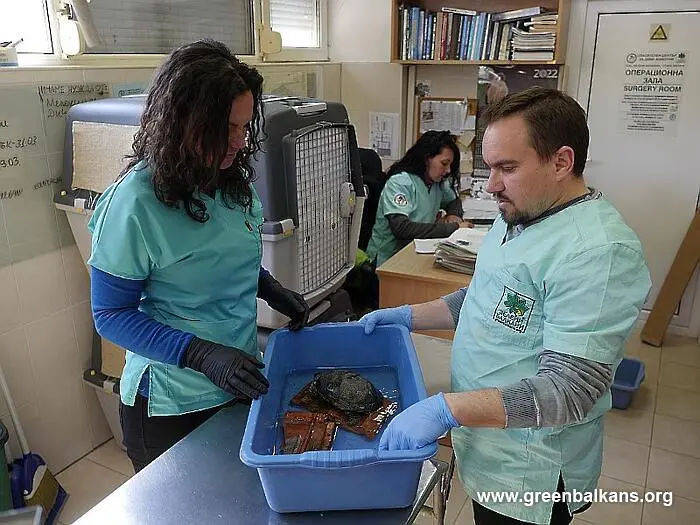 Първа помощ на 56 костенурки оказаха в Спасителния център на „Зелени Балкани“ в Стара Загора