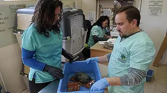 Първа помощ на 56 костенурки оказаха в Спасителния център на „Зелени Балкани“ в Стара Загора