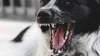 Нахапан до смърт: Куче уби собственика си в София