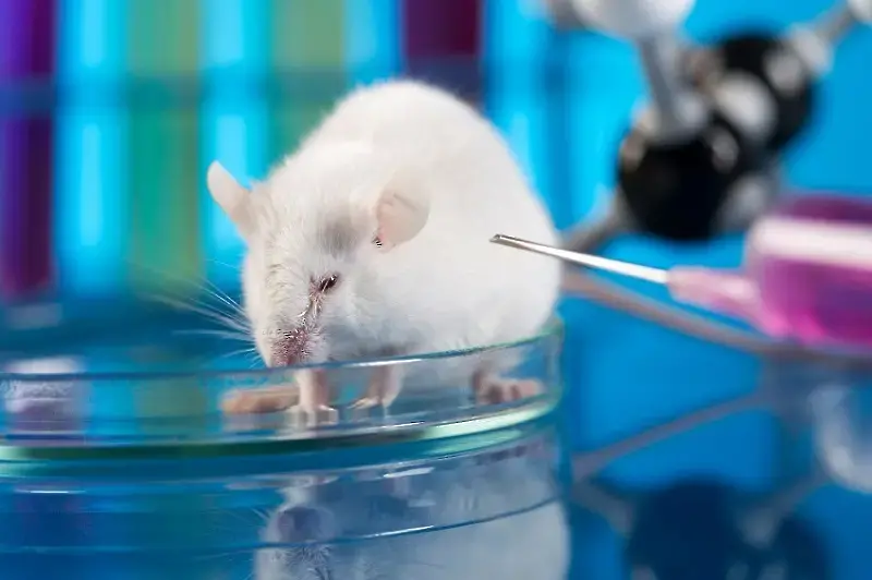 Днес се отбелязва Световният ден за защита на лабораторните животни
