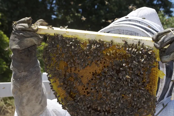Безценна среща с майстор - пчелар на фестивала „Семе българско” в Севлиево