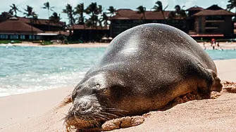 Хавайските власти заградиха плаж, за да предпазят новороден тюлен от туристи