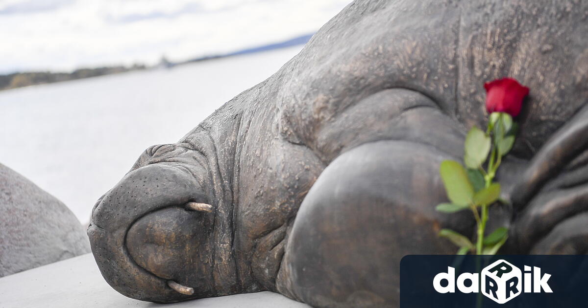 В норвежката столица Осло построиха статуя на морж който е