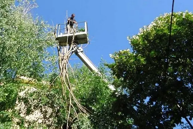 В Ловеч затварят улица поради оформяне на короните на дървета