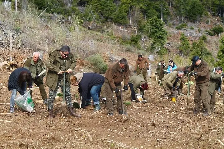 Залесиха 5 дка с фиданки от бял бор край Смолян
