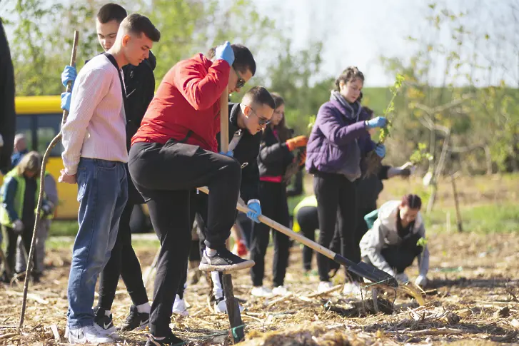 8 000 дръвчета бяха засадени в залесителна акция, организирана от Община Мездра