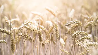 Как ще се измени търговията с българско зърно на световните пазари