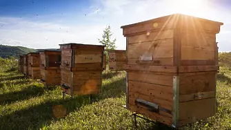 Правилата за пчеларите са изготвени