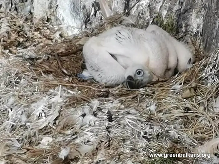 Белоглав лешояд се излюпи в Природен парк “Сините камъни” край Сливен