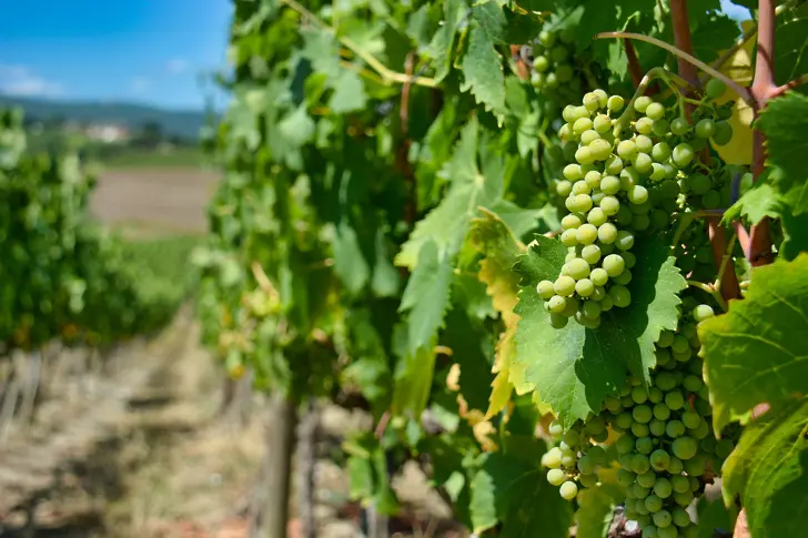 Климатът се превръща в заплаха за австралийските винари