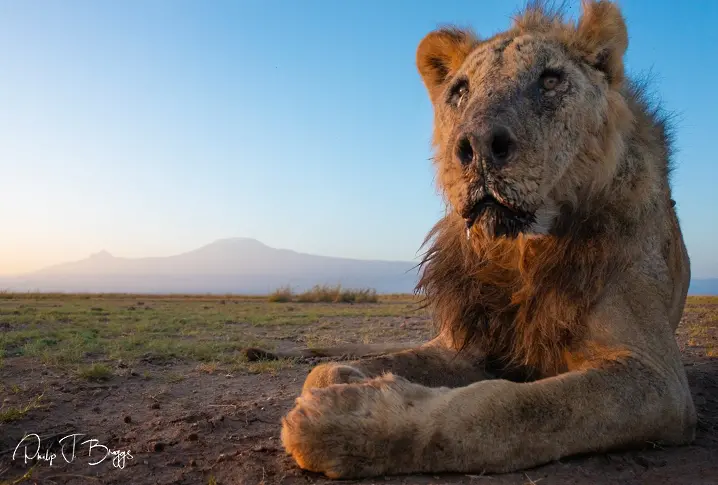 Убиха един от най-възрастните лъвове в Африка
