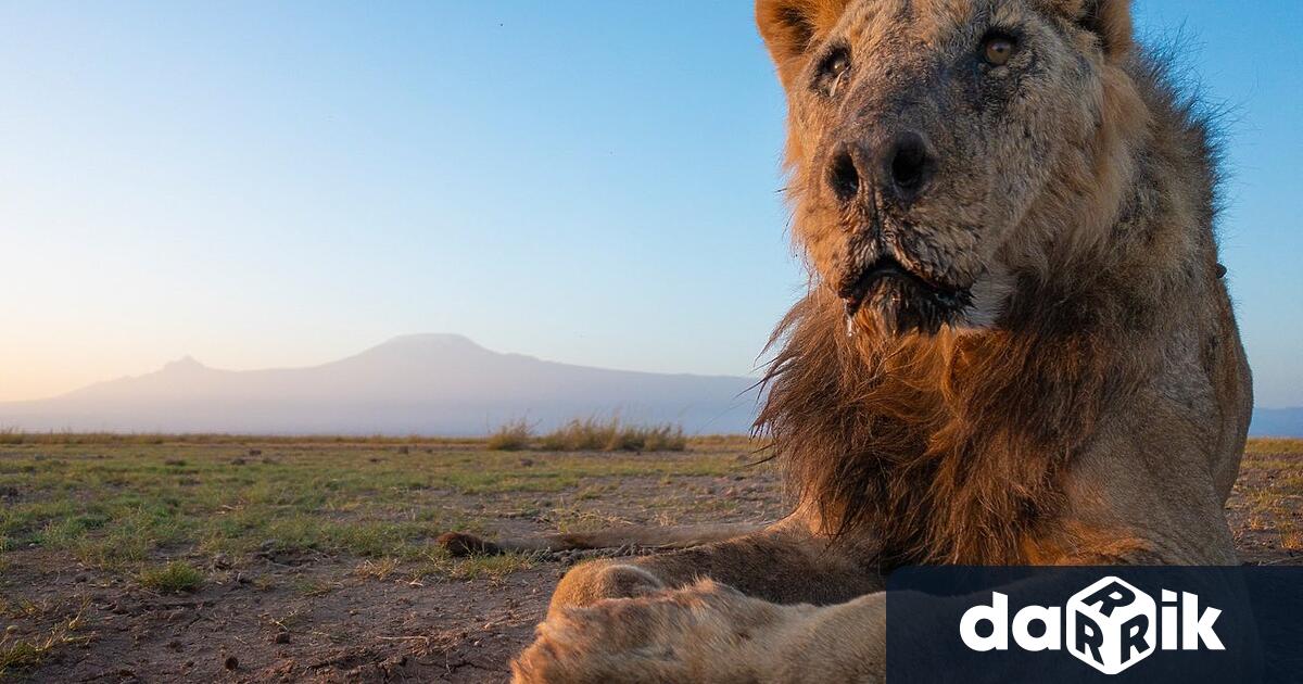Лоонкиито, вероятно един от най-старите лъвове в света, е убит
